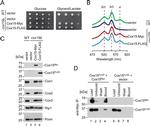 Porin Antibody in Western Blot (WB)