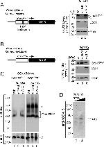 Porin Antibody in Western Blot (WB)