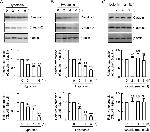 Claudin 1 Antibody in Western Blot (WB)