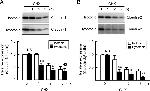 Claudin 1 Antibody in Western Blot (WB)