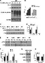 O-linked N-acetylglucosamine (O-GlcNAc) Antibody in Western Blot (WB)