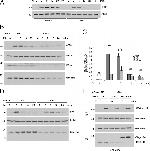 Myc Tag Antibody in Western Blot (WB)