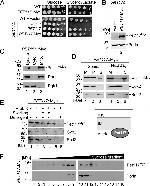 Porin Antibody in Western Blot (WB)