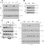 Myc Tag Antibody in Western Blot (WB)