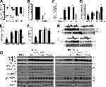 GSK3 alpha/beta Antibody in Western Blot (WB)