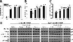 GSK3 alpha/beta Antibody in Western Blot (WB)