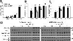 GSK3 alpha/beta Antibody in Western Blot (WB)