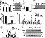 GAPDH Antibody in Western Blot (WB)