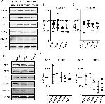 PSMB1 Antibody in Western Blot (WB)