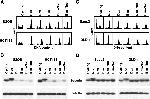 Securin Antibody in Western Blot (WB)