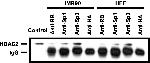 HDAC2 Antibody in Western Blot (WB)