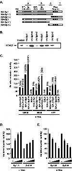 HDAC2 Antibody in Western Blot (WB)