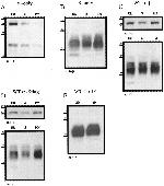 ATP1A1 Antibody in Western Blot (WB)