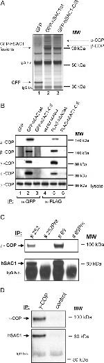 alpha COP Antibody in Western Blot (WB)