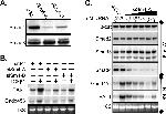 SMAD3 Antibody in Western Blot (WB)