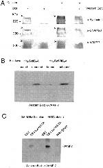 SNAP23 Antibody in Western Blot (WB)