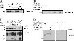 ATP1A1 Antibody in Western Blot (WB)