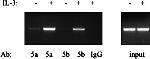 STAT5 beta Antibody in ChIP Assay (ChIP)