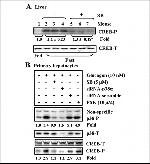 Phospho-p38 MAPK (Thr180, Tyr182) Antibody in Western Blot (WB)