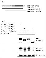 GSK3 alpha/beta Antibody in Western Blot, Immunoprecipitation (WB, IP)