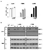 HDAC1 Antibody in Western Blot (WB)