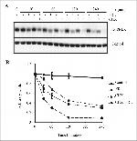 Prolactin Receptor Antibody in Western Blot (WB)