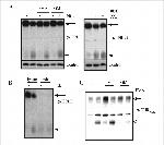 Prolactin Receptor Antibody in Western Blot (WB)