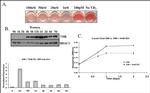 VDR Antibody in Western Blot (WB)