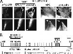 alpha Tubulin Antibody in Immunocytochemistry (ICC/IF)