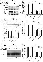 SMAD3 Antibody in Western Blot (WB)