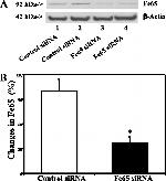 Fe65 Antibody in Western Blot (WB)