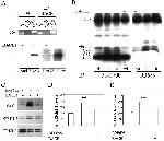 beta Amyloid Antibody in Western Blot, Immunoprecipitation (WB, IP)