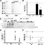 beta Amyloid Antibody in Dot Blot (DB)