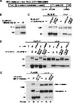 Cullin 2 Antibody in Western Blot (WB)