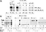 JAK2 Antibody in Western Blot (WB)