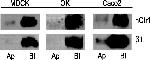 ATP1B1 Antibody in Western Blot (WB)