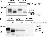 PCDGF Antibody in Western Blot (WB)