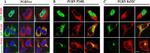 PCDGF Antibody in Immunocytochemistry (ICC/IF)