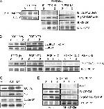 Phospho-GSK3B (Tyr216, Tyr279) Antibody in Western Blot (WB)