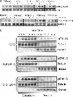 Phospho-GSK3B (Tyr216, Tyr279) Antibody in Western Blot (WB)