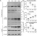 alpha Tubulin Antibody in Western Blot (WB)