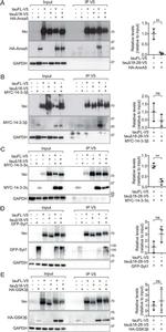 Myc Tag Antibody in Western Blot (WB)