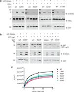 O-linked N-acetylglucosamine (O-GlcNAc) Antibody in Western Blot (WB)