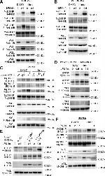 IRAK4 Antibody in Western Blot (WB)