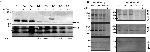 O-linked N-acetylglucosamine (O-GlcNAc) Antibody in Western Blot (WB)