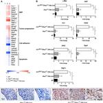 Fibronectin Antibody in Immunohistochemistry (IHC)