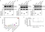 IRAK1 Antibody in Western Blot (WB)