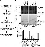 IRAK1 Antibody in Western Blot (WB)