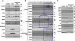 MED25 Antibody in Western Blot (WB)