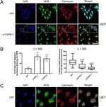 NFIB Antibody in Immunocytochemistry (ICC/IF)